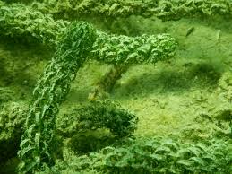 Image result for Lagarosiphon major