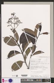 Image result for Gaertnera paniculata