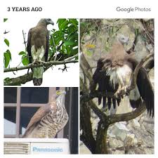 20170209 170305e Collage Threeyearsago Enjoying The Birds In Singapore Greyheadedfisheagle At Littleguilin A Goshawk At Bald Eagle Eagle Animals