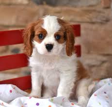 Maybe you would like to learn more about one of these? Smart Cavalierkingcharlesspaniel Cute Baby Animals King Charles Cavalier Spaniel Puppy Cute Dogs