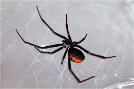 Snapshot of the appearance and. Black Widow Spider Facts Pictures Lifecycle Info Breeding Appearance Animals Adda