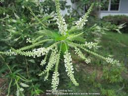 Sweet almond bush blooms with tiny, white, fragrant, tubular blossoms that absolutely cover the shurb. Sweet Almond Bush Aloysia Virgata Garden Org