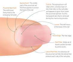 The Anatomy Of A Finger And Nail Nail Courses Nail Tech School Diy Acrylic Nails