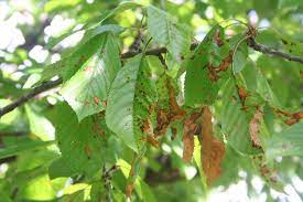 Cherry Leaf Spot Tips On Identification Control