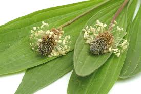 Image result for Plantago lanceolata