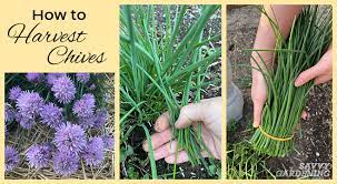 Slide the chives into the oven. How To Harvest Chives From The Garden Or Container Plantings