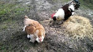 Raised by a hardworking, independent farmer & delivered to your door. Considering Faverolles Chickens The 22 Things You Must Know First The Featherbrain