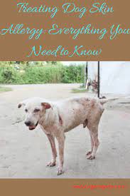 Treating Dog Skin Allergy Everything You Need To Know Dog Skin Allergies Dog Allergies Dog Skin
