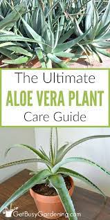 Journal of clinical epidemiology 1996;49(suppl 1):24. Aloe Vera Plant Care How To Grow Care For Your Aloe Plants Aloe Plant Care Aloe Plant Plant Care