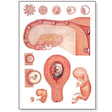Embryology I Chart