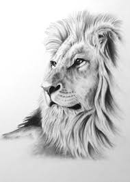 Charcoal Drawing 8 X10 Original Lion Art Lion Drawing Lion Sketch Charcoal Lion Charcoal Sketch African Cat Art Lion Art Lion Sketch Lion Drawing
