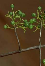 Image result for Tarenna junodii