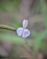 Image result for Desmodium scorpiurus