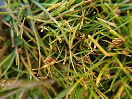 Image result for Isolepis setacea