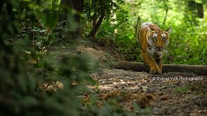 wildlife safari in india
