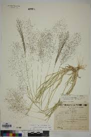 Image result for Sporobolus coromandelianus