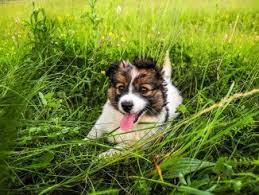 Maybe you would like to learn more about one of these? Malamute Vs Husky 7 Differences You Need To Know Perfect Dog Breeds