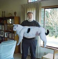 More importantly, you've taken an important first step toward addressing the problem — you've recognized it. Portal Of Dallas Dallas Fort Worth Is My Cat Too Fat