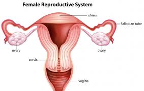 Experts say the research has limitations. Can Women Get Prostate Cancer Top Health Journal