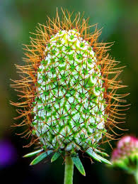 Image result for Dipsacaceae