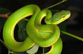 Pin On Snake