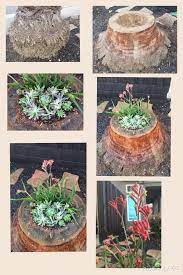 It Started As A Dull Palm Tree Stump And Turned Into A Beautiful Succulent Creation Tree Stump Planter Creative Gardening Tree Stump