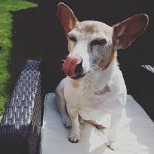 Start your jack russell terrier off on the right foot by feeding the right food, giving the right vaccinations, finding the right vet, and if you're going to spay or. Are Jack Russell Terriers Good For First Time Owners Dog Friendly Scene