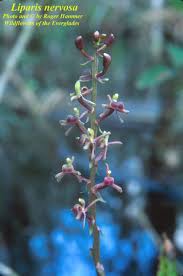 Image result for Liparis