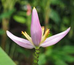 Image result for Musa ornata