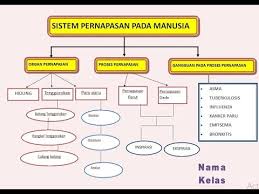 Bagan Sistem Pernapasan Youtube