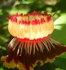 Image result for Napoleonaea gossweileri