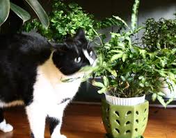 Certain plants can be toxic to pets when ingested, sometimes causing basil, thyme, and mint are all great kitchen herbs that are totally safe for your pet to snack on. The Pet Safe Kitchen Leaf And Paw