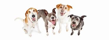 Cbd Oil For Dogs In The Uk Helps Treat Epilepsy Arthritis And Anxiety
