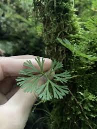 Image result for Elaphoglossum acrostichoides