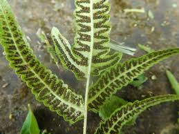 Image result for Ampelopteris prolifera