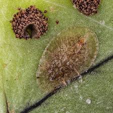 Image result for puklice