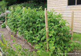 Raspberry trellises are simple and inexpensive to build. Quick And Easy Diy Raspberry Trellis Lovely Greens