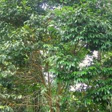 Image result for Plinia