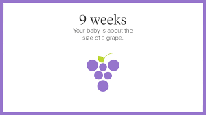 Your little one may now measure 0.6 to 0.7 inch long and weigh about 0.12 ounce. Pregnancy Calendar A Week By Week Guide