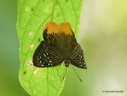 Image result for Trichoneura