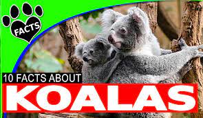 Animal Facts Animal Facts Fun Facts For Kids Animals