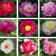 Several other types of peonies exist, including tree peonies (paeonia suffruticosa) and intersectional peonies, which are also known as itoh hybrids. Flowers Of Various Cultivars Of Paeonia Lactiflora P Ostii And P Download Scientific Diagram