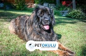 leonberger kopek cinsi egitimi ve ozellikleri kopek kopek egitimi egitim