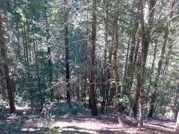 There are over 200 miles of river systems throughout the forest with 152 miles of wild and scenic rivers. Two Klamath National Forest Timber Sales Trees Foundation