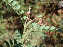 Image result for Indigofera colutea