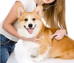 How much are corgi puppies? The Cost To Own A Pembroke Welsh Corgi With Calculator Petbudget Pet Costs Saving Tips
