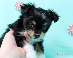 My daisy a mi ki puppy pet dogs puppies, pets, kittens. Previous Mi Ki Puppies Royal T Mi Kis