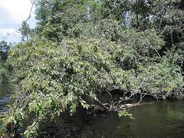 Image result for Homalium abdessammadii