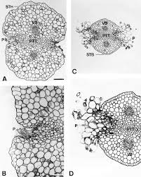 Image result for Rutidea fuscescens