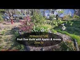 An organic approach to growing fruit from an expert. Permaculture Fruit Tree Guild With Apples And Aronia In Zone 7a Youtube